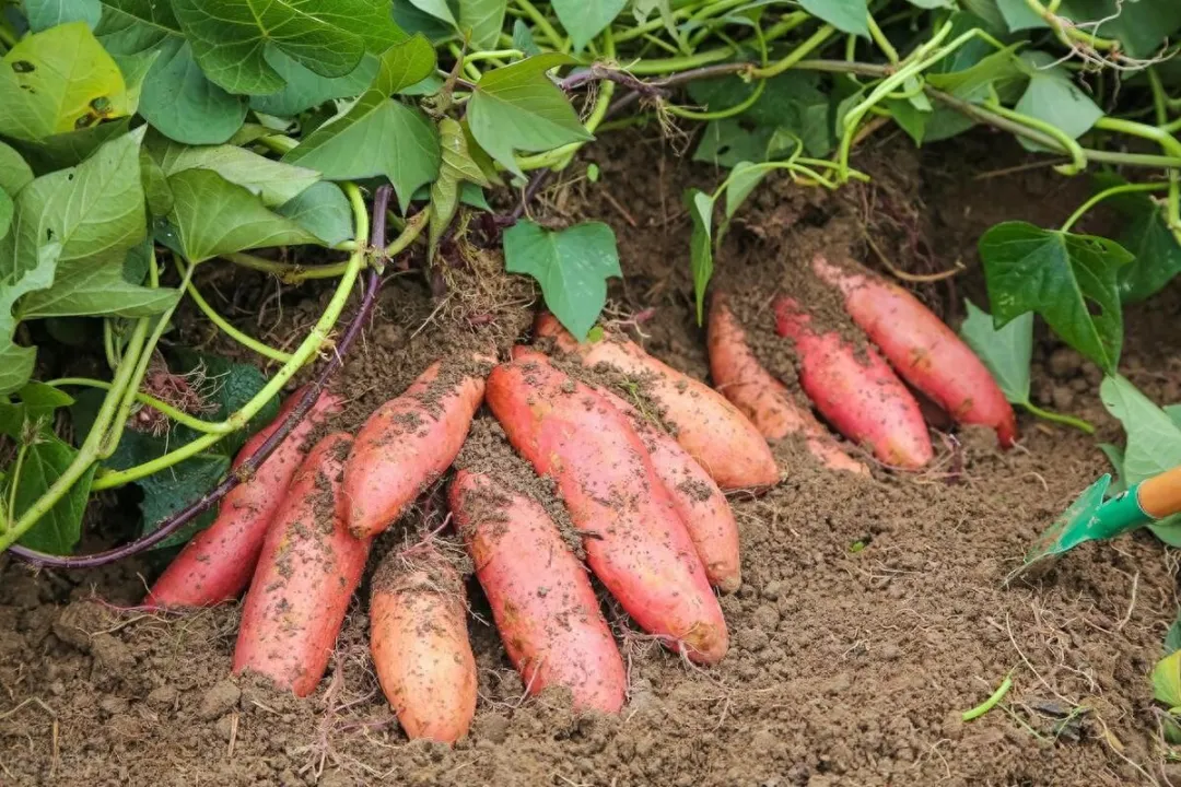 5种长在地里的瓜果蔬菜，可以放心吃，不用担心农药污染