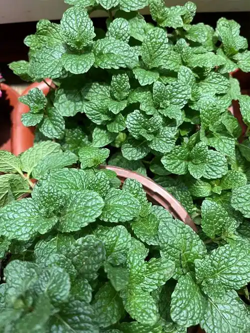 小小薄荷,大大能量!