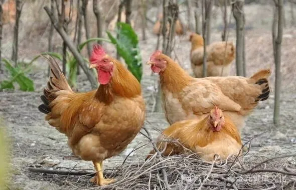 鸡内金的功效作用