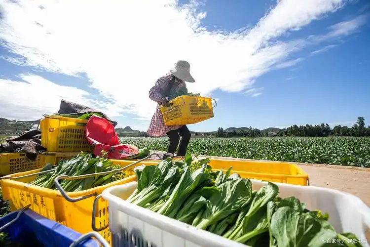 粤港澳大湾区食材供应链仓配一体化解决方案