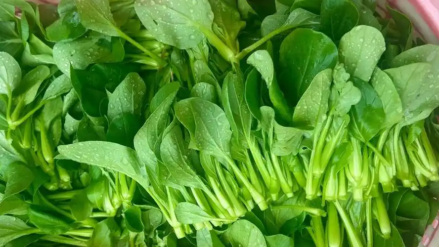 当餐蔬菜净菜率达标90%供应商