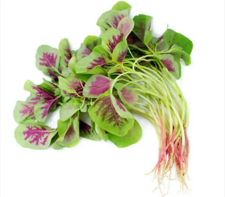 苋菜，作为"夏季第一菜"和"长寿菜"