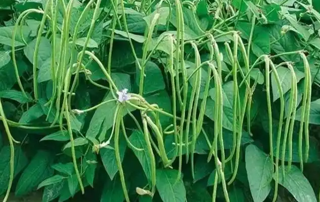 豆角作为一种常见蔬菜，其营养价值远超普通绿叶菜