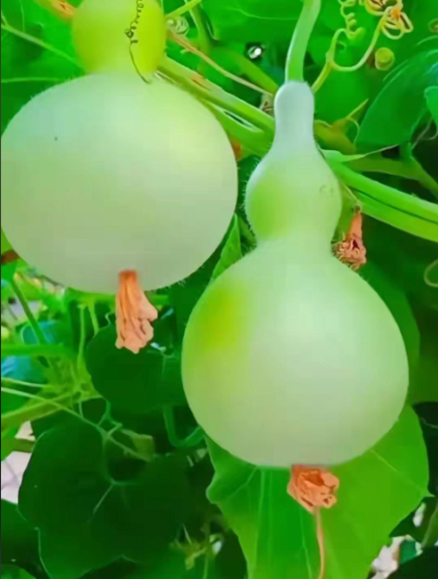 葫芦瓜（学名：Lagenaria siceraria，又称瓠瓜、蒲瓜、长瓜）是一种营养丰富的瓜类蔬菜