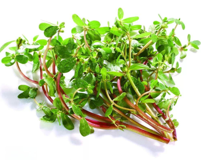 马齿苋作为一种营养丰富的药食同源植物，被誉为