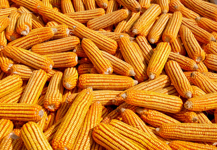 玉米作为全球三大主粮之一，兼具主食、饲料和工业原料的多重用途