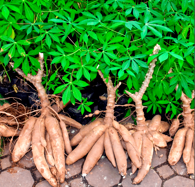 不是吧，这木薯是可以这么好吃