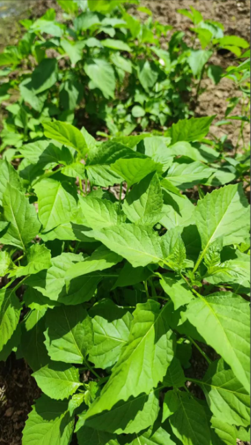 白花菜(Cleome gynandra L.)是一种兼具药用与食用价值的特色蔬菜