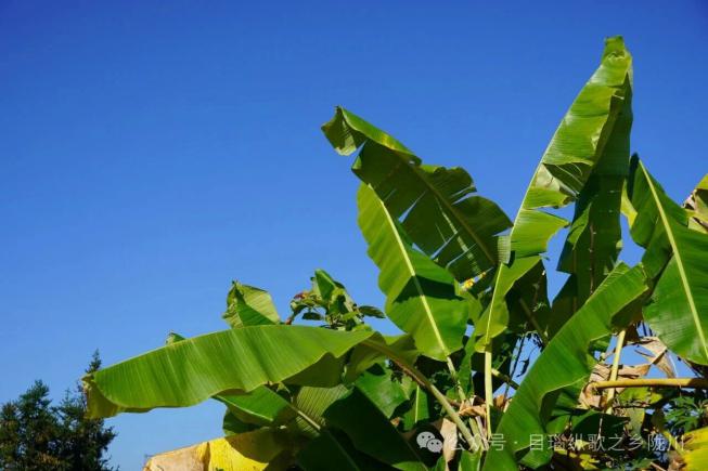 芭蕉叶=德宏美食盲盒？打开全是味蕾惊喜