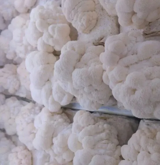 英国功能性蘑菇生产商更名，将深耕有机猴头菇市场