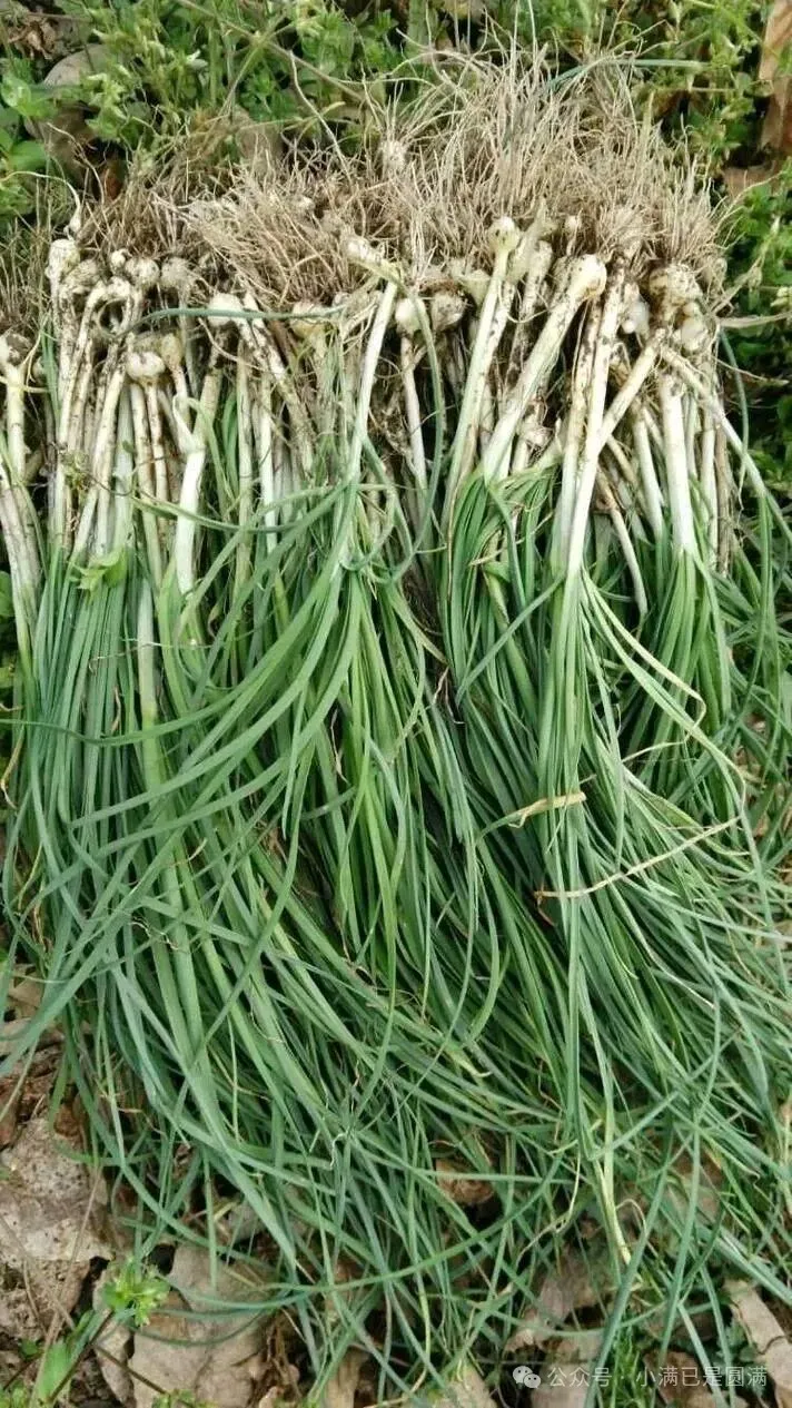 吃野葱的季节到啦，不仅美味还治病