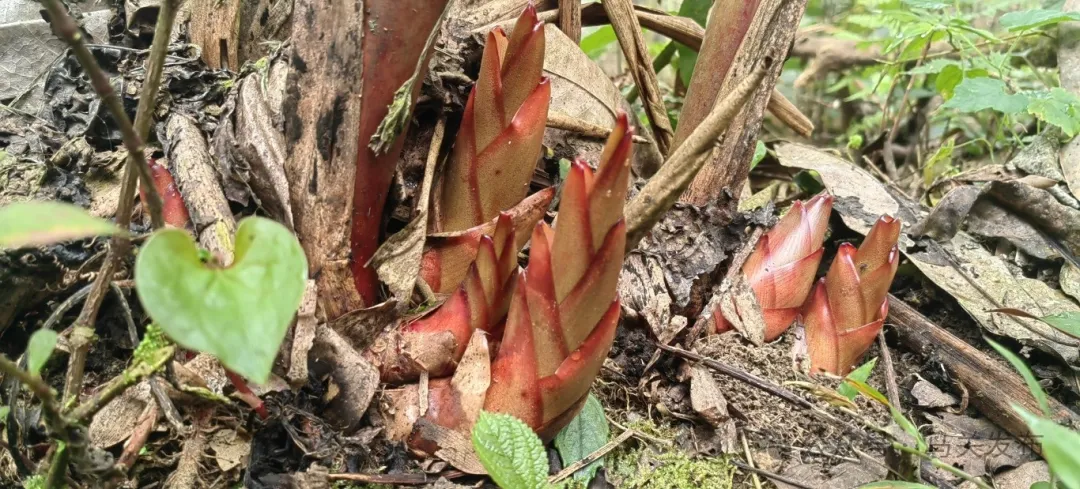 草果芽拌山珍，藏着马关的另一半“吃春”气息