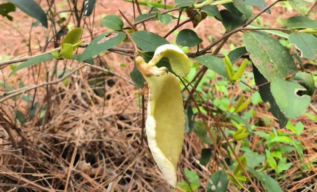 永州山珍茶耳，舌尖皆是故乡春！