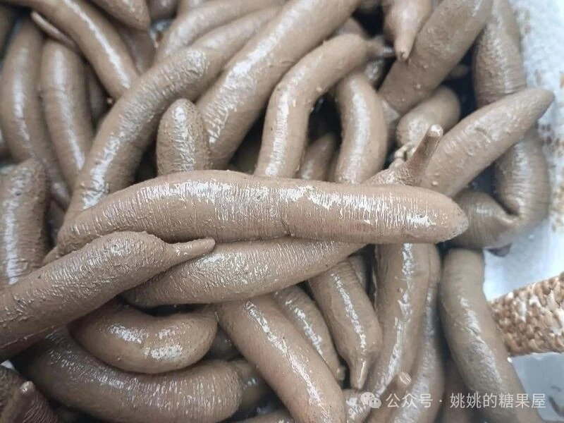 藏在滩涂里的宝藏食材，被称为“海洋虫草”泥丁（泥虫）