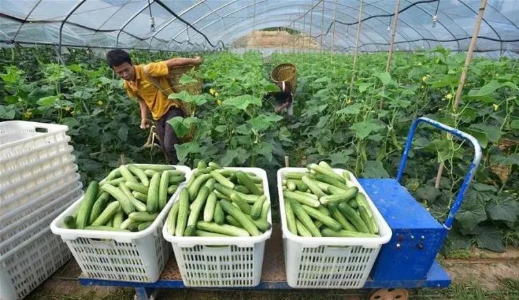 当餐食材寻找地道的味道：深入特色农产品供应链的每一个环节