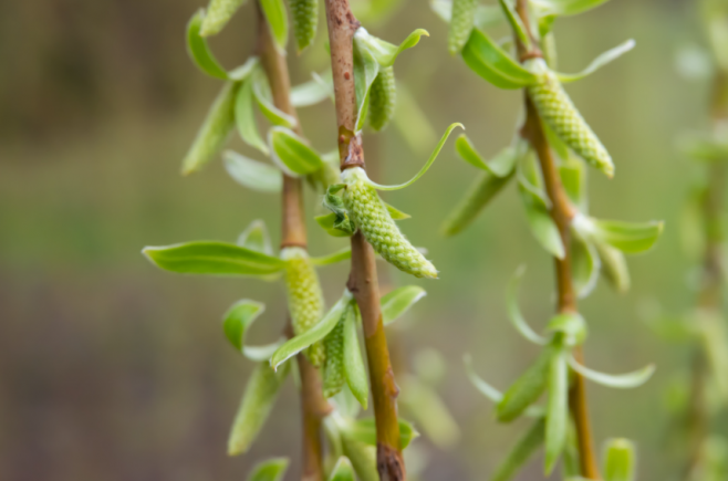 春季饮食 | 春芽第一鲜，比香椿更嫩！还是清肝高手，简单一拌清鲜回甘，全家抢着吃