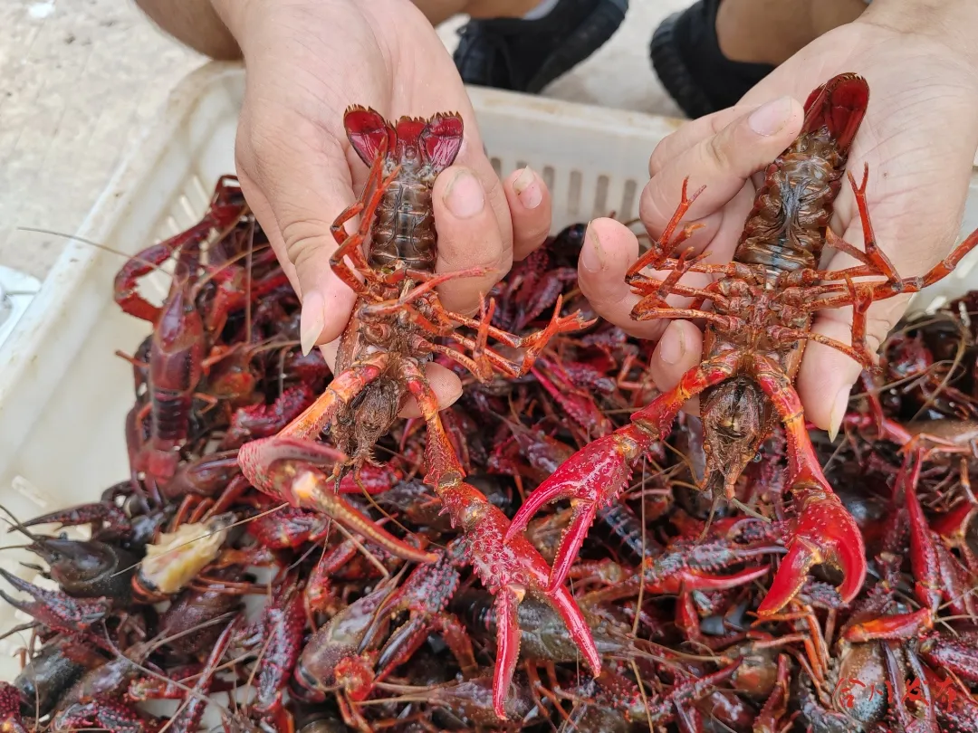 重庆合川美味出圈!二郎小龙虾“闯”出大市场