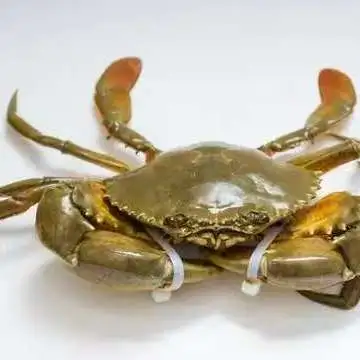 生鲜食材推荐青蟹