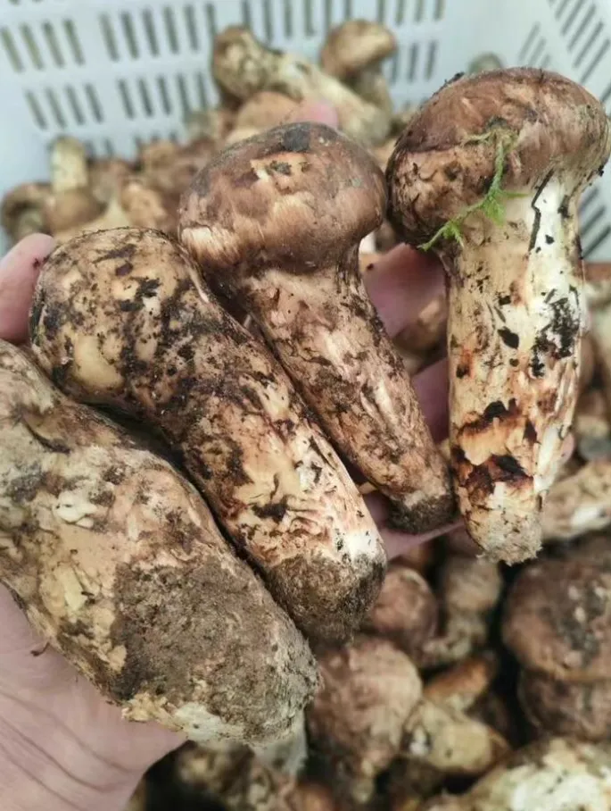 山珍王者的天花板吃法,你试过吗?黑松露×松茸,云南空运,极致体验