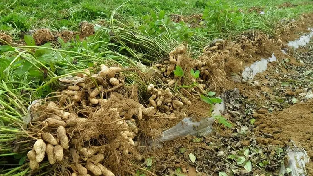 5种长在地里的瓜果蔬菜,可以放心吃,不用担心农药污染