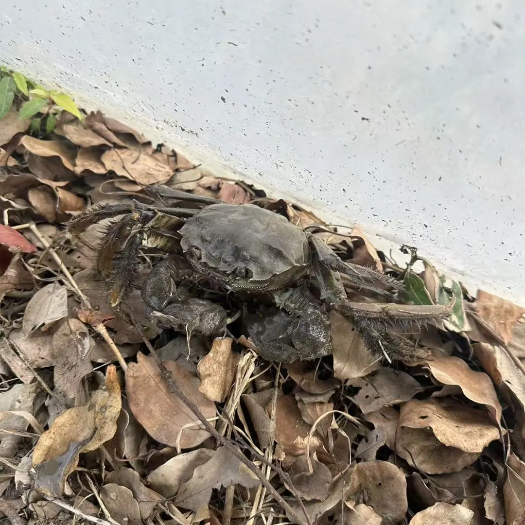 秋风起蟹脚痒,“蟹”逅美味正当时