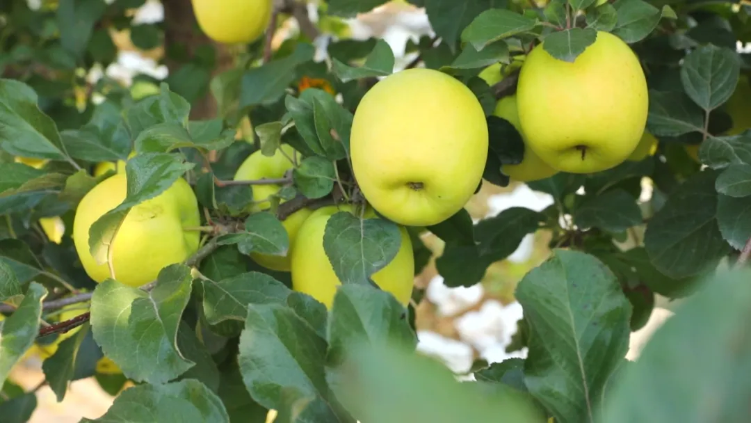 灵台苹果(特产)兰州招商推介会举行 现场签约超11.2亿