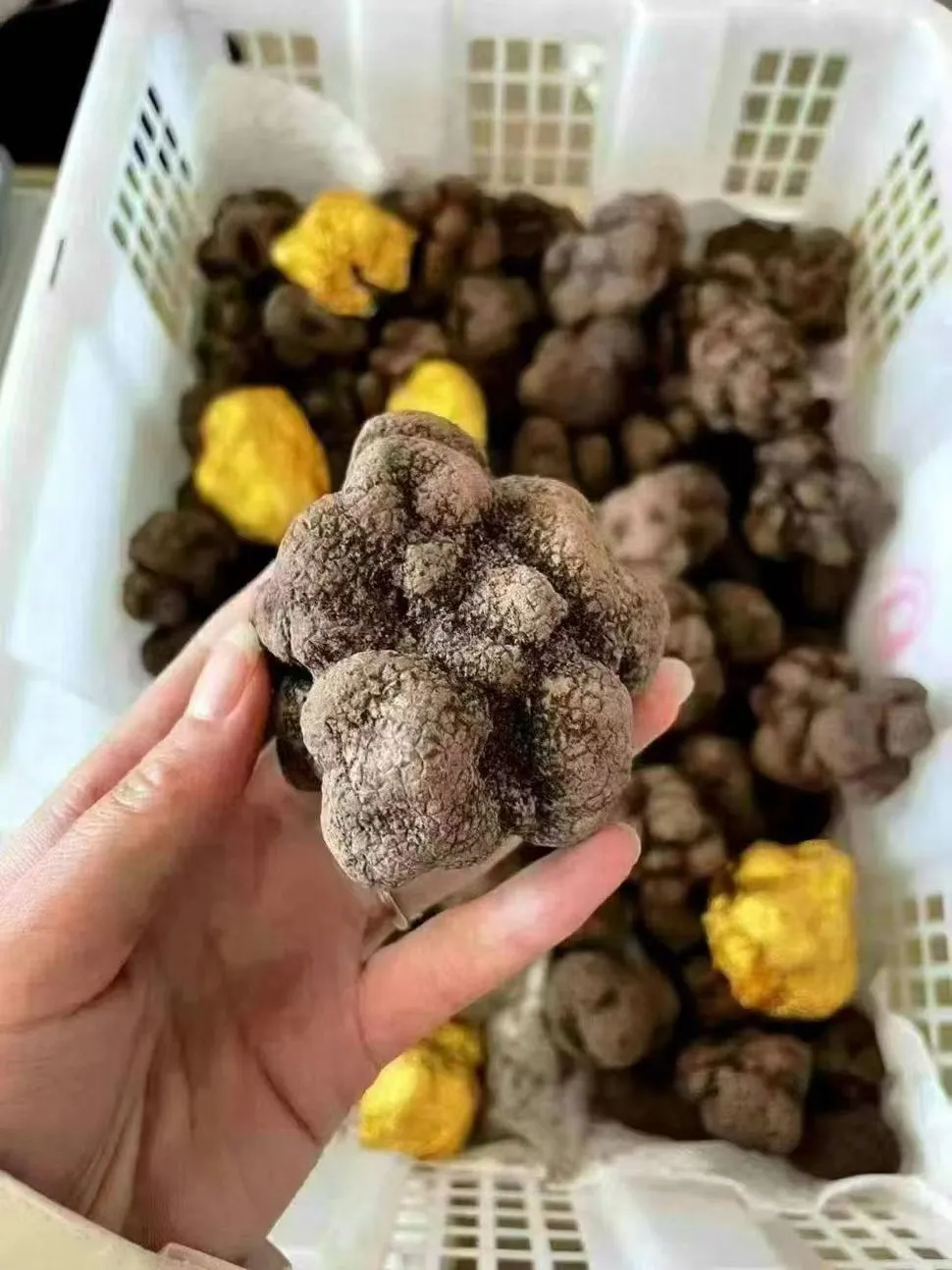 山珍王者的天花板吃法,你试过吗?黑松露×松茸,云南空运,极致体验