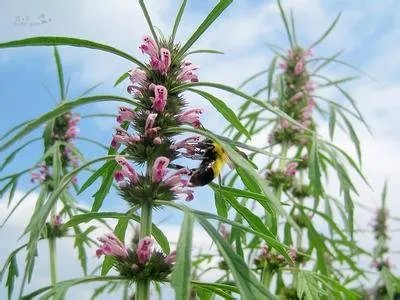 全草类药食同源中药