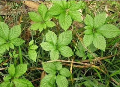 全草类药食同源中药