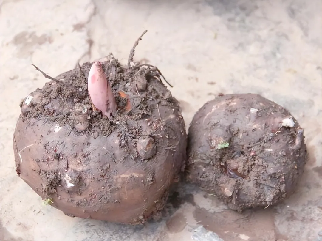 5种长在地里的瓜果蔬菜,可以放心吃,不用担心农药污染