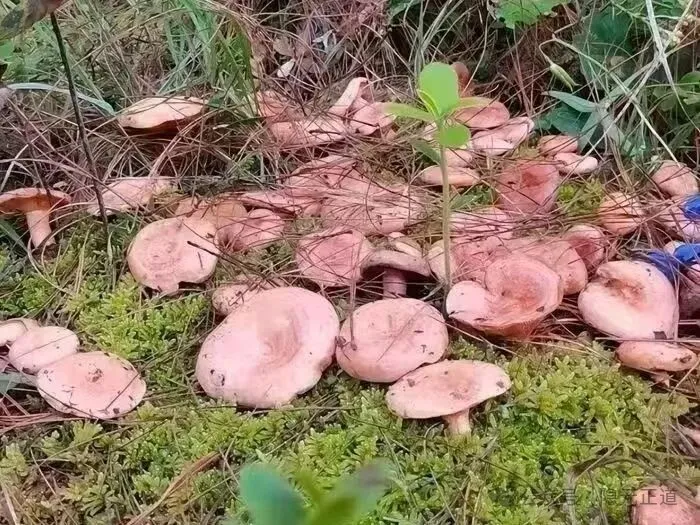 多好的山珍菌芝入食:道家养生里的松林清灵之道