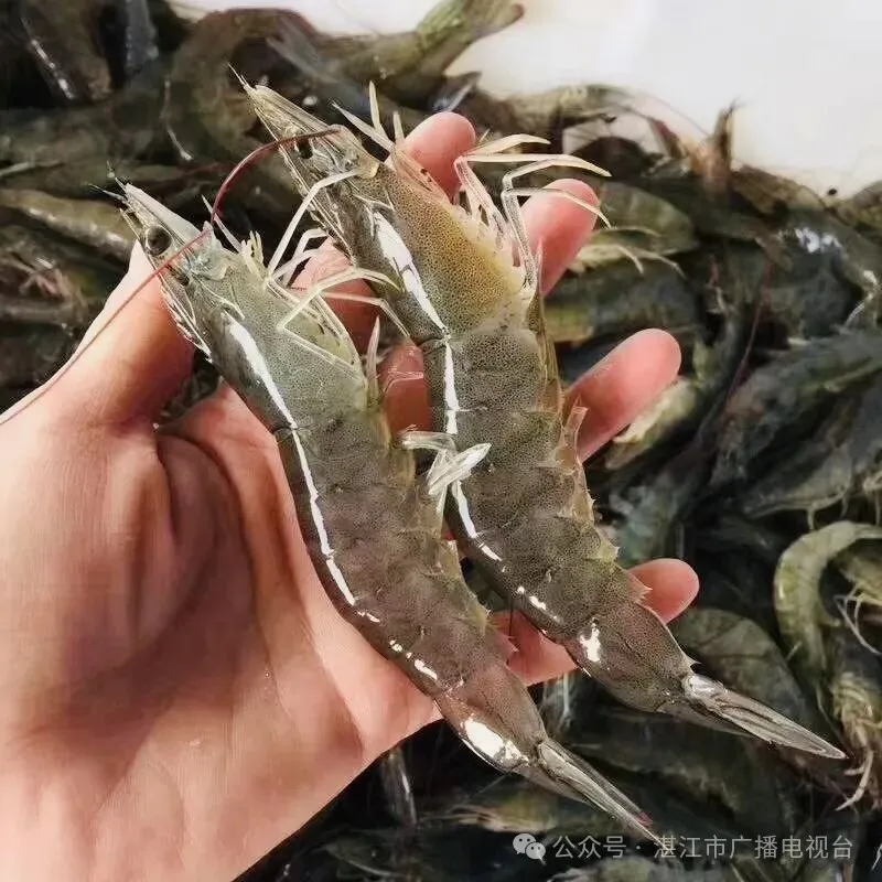 湛江“海鲜天团”空降贵阳!海味邂逅山珍将现新菜式