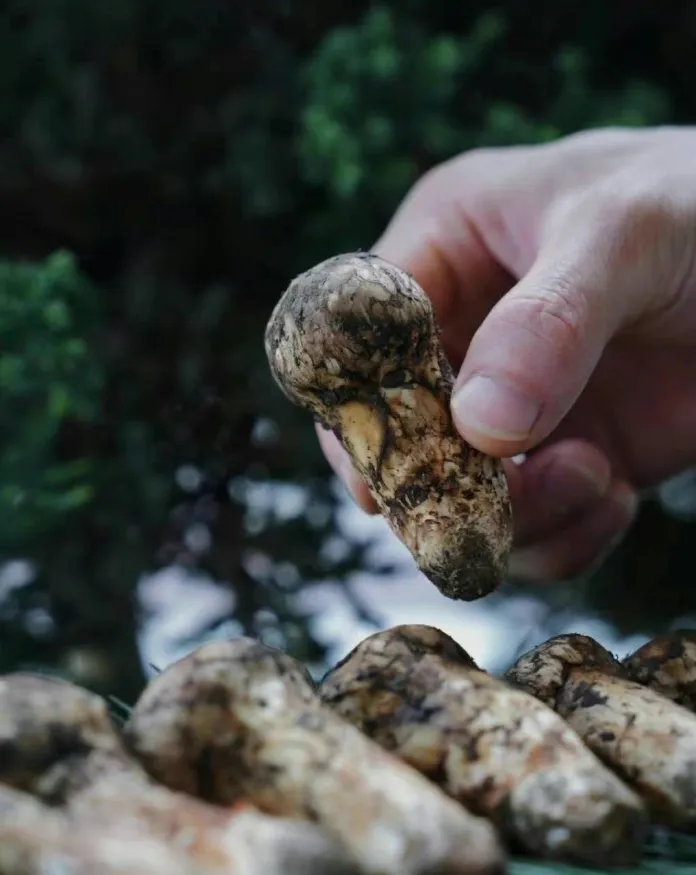 山珍王者的天花板吃法,你试过吗?黑松露×松茸,云南空运,极致体验