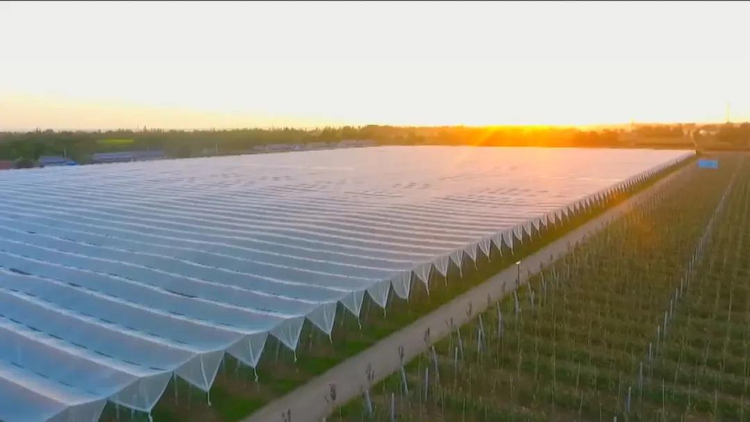 灵台苹果(特产)兰州招商推介会举行 现场签约超11.2亿