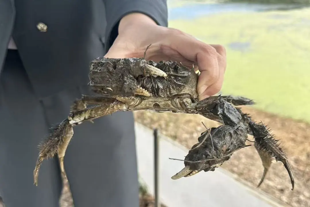 秋风起蟹脚痒,“蟹”逅美味正当时