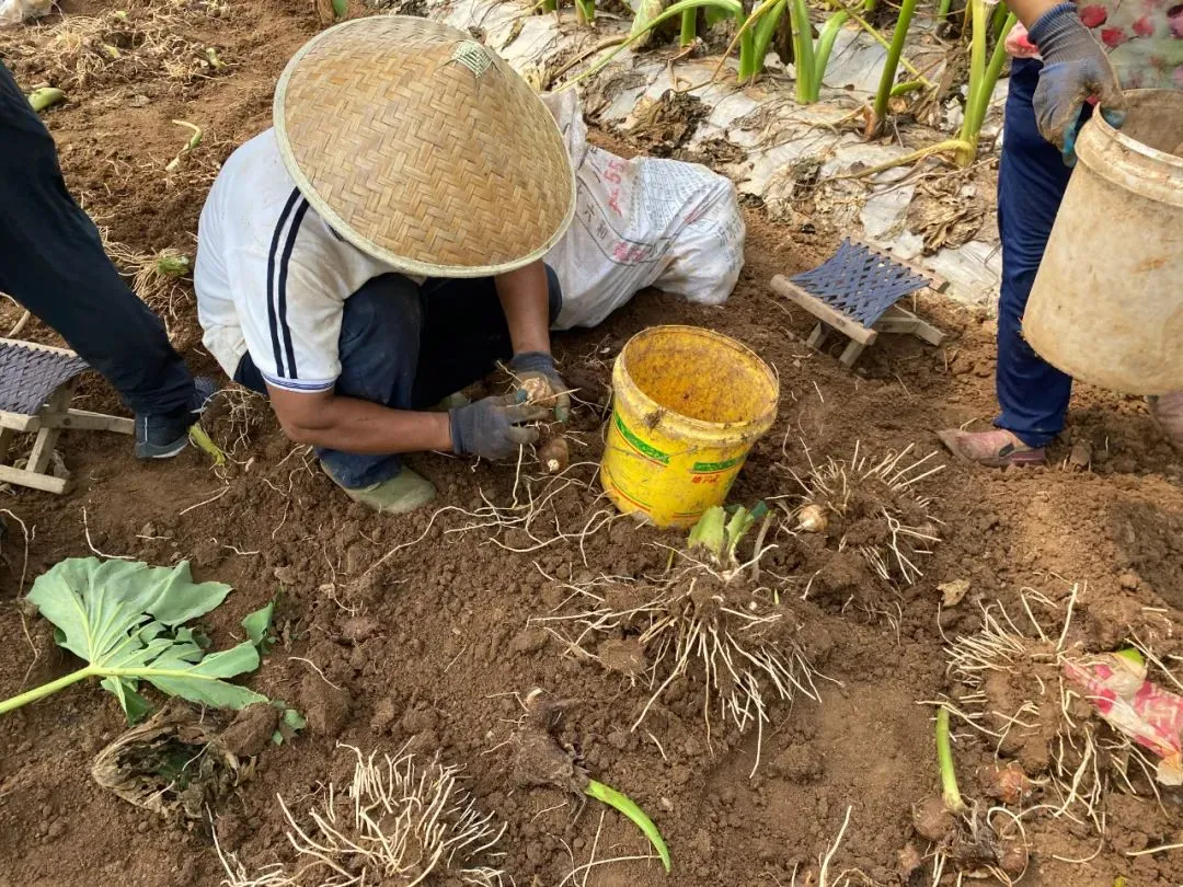 5种长在地里的瓜果蔬菜,可以放心吃,不用担心农药污染