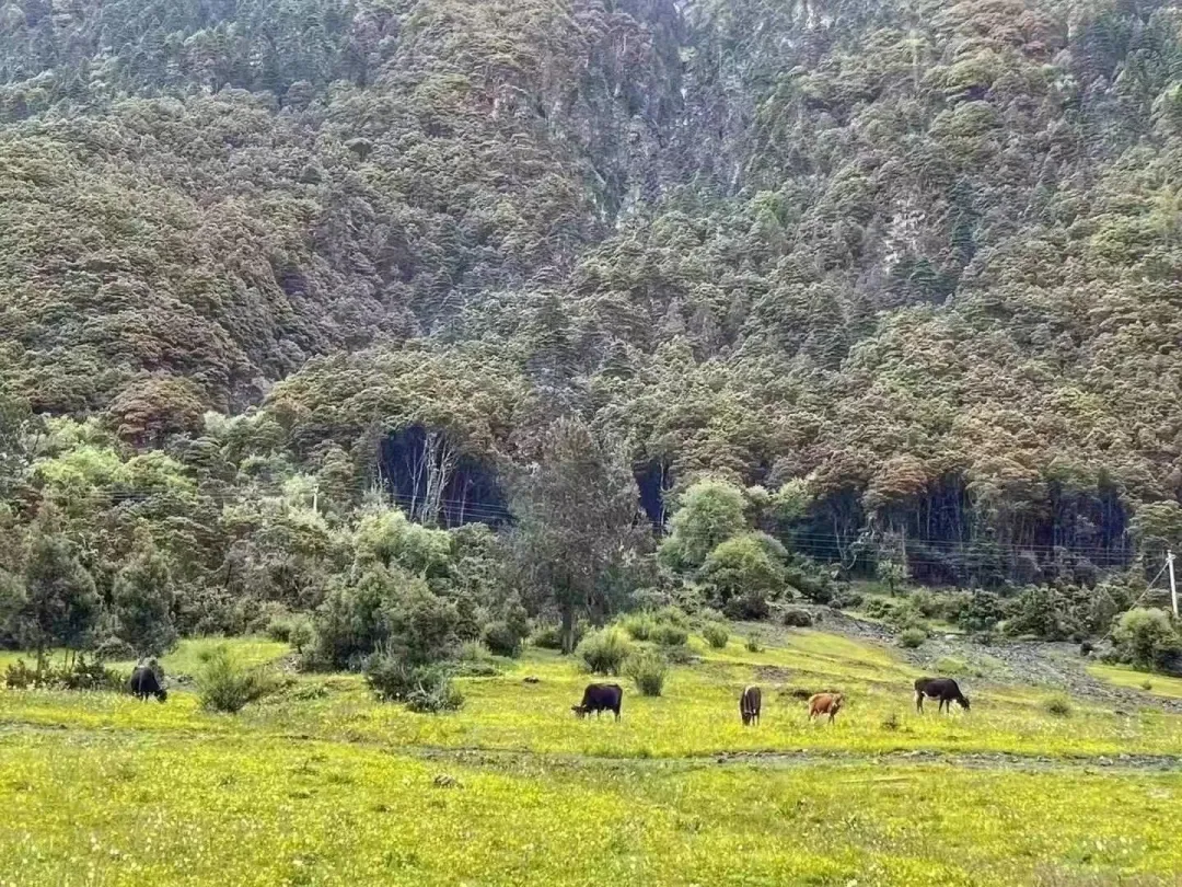山珍王者的天花板吃法,你试过吗?黑松露×松茸,云南空运,极致体验