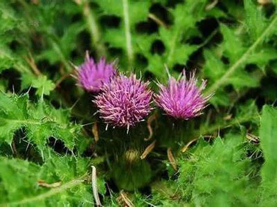 全草类药食同源中药