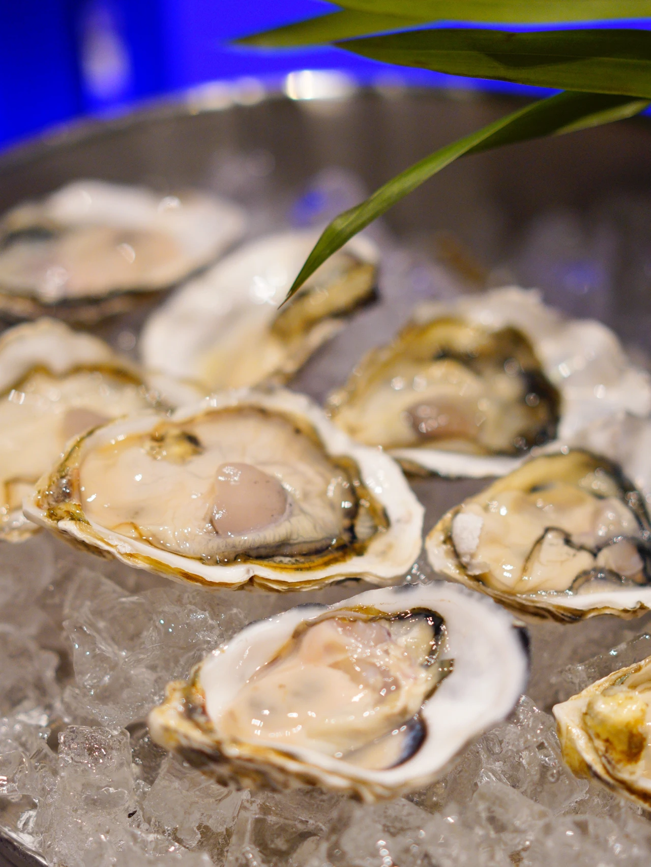 广州黄埔海鲜生蚝自助餐