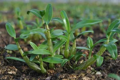 全草类药食同源中药