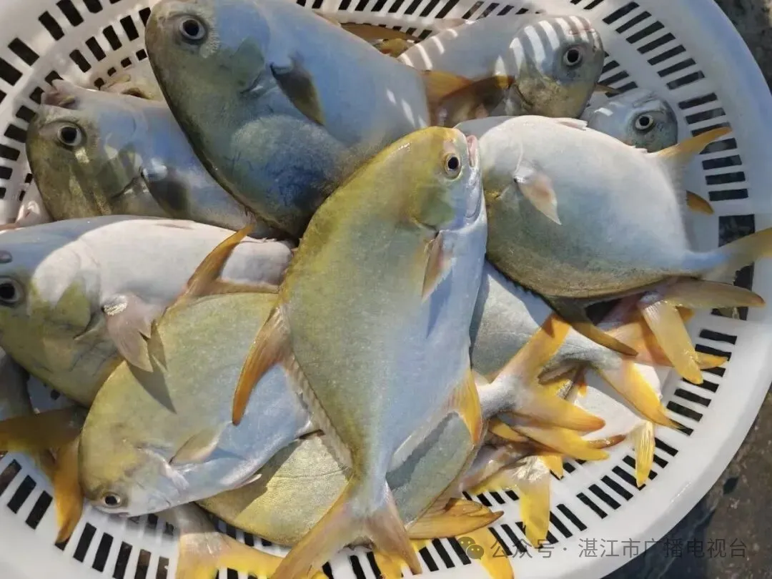 湛江“海鲜天团”空降贵阳!海味邂逅山珍将现新菜式