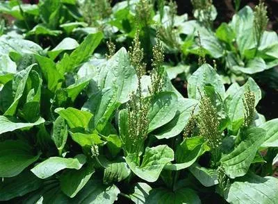 全草类药食同源中药