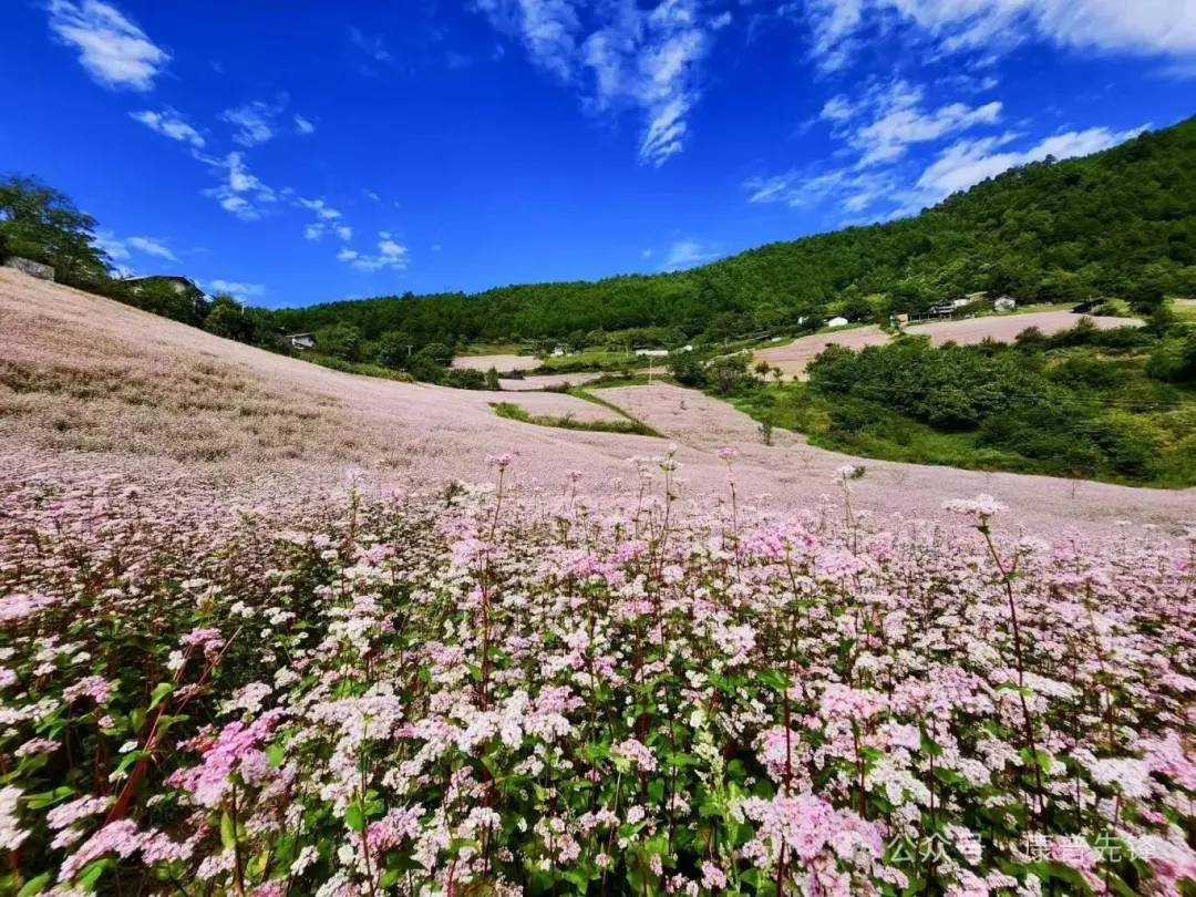 有机本味净土荞面,滋养健康生活