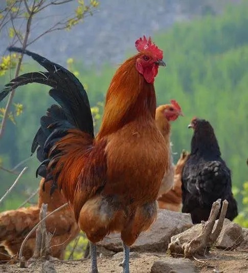 初冬来平邑!暖心美食不容错过~