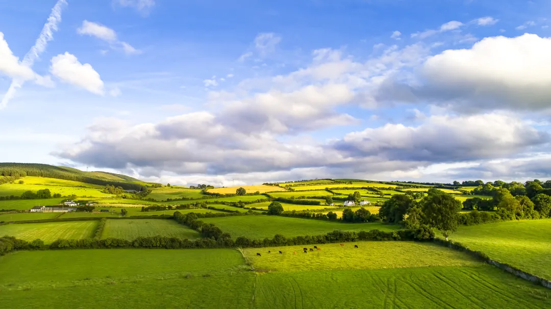 爱尔兰猪肉优质美味,邂逅多彩烹饪艺术