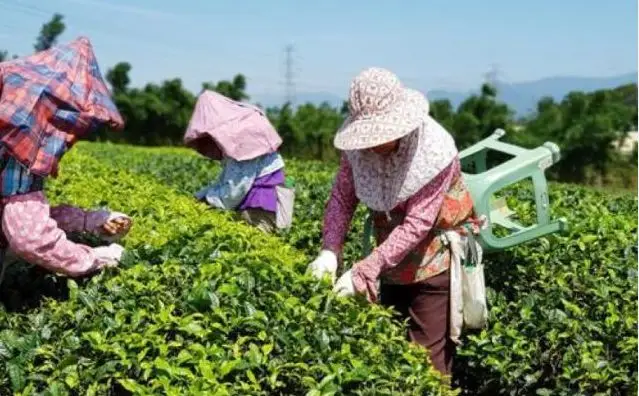 有机农业发展模式与趋势分析