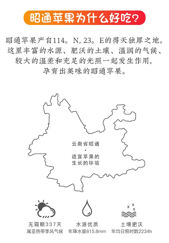 昭通黑卡苹果,香甜爽脆,满口都是醇厚香甜的苹果香气