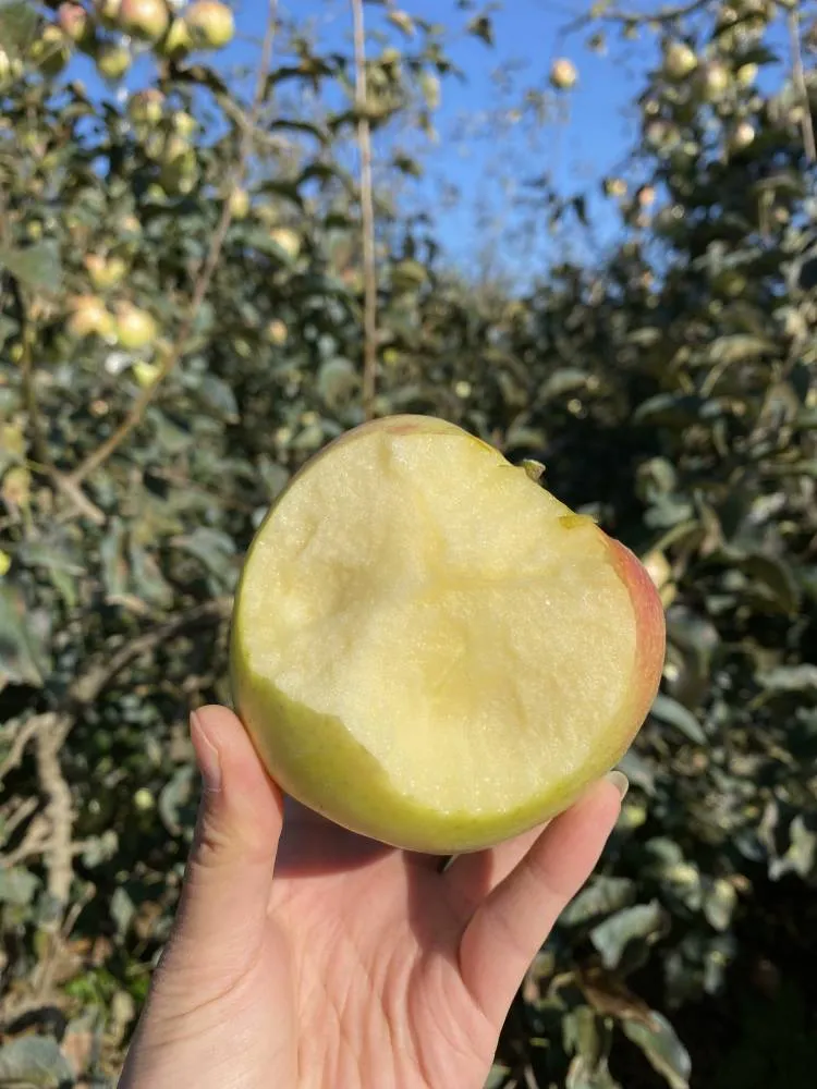 当餐食材青森苹果,水蜜桃般的多汁与苹果的脆甜,青翠又带点蜜桃粉