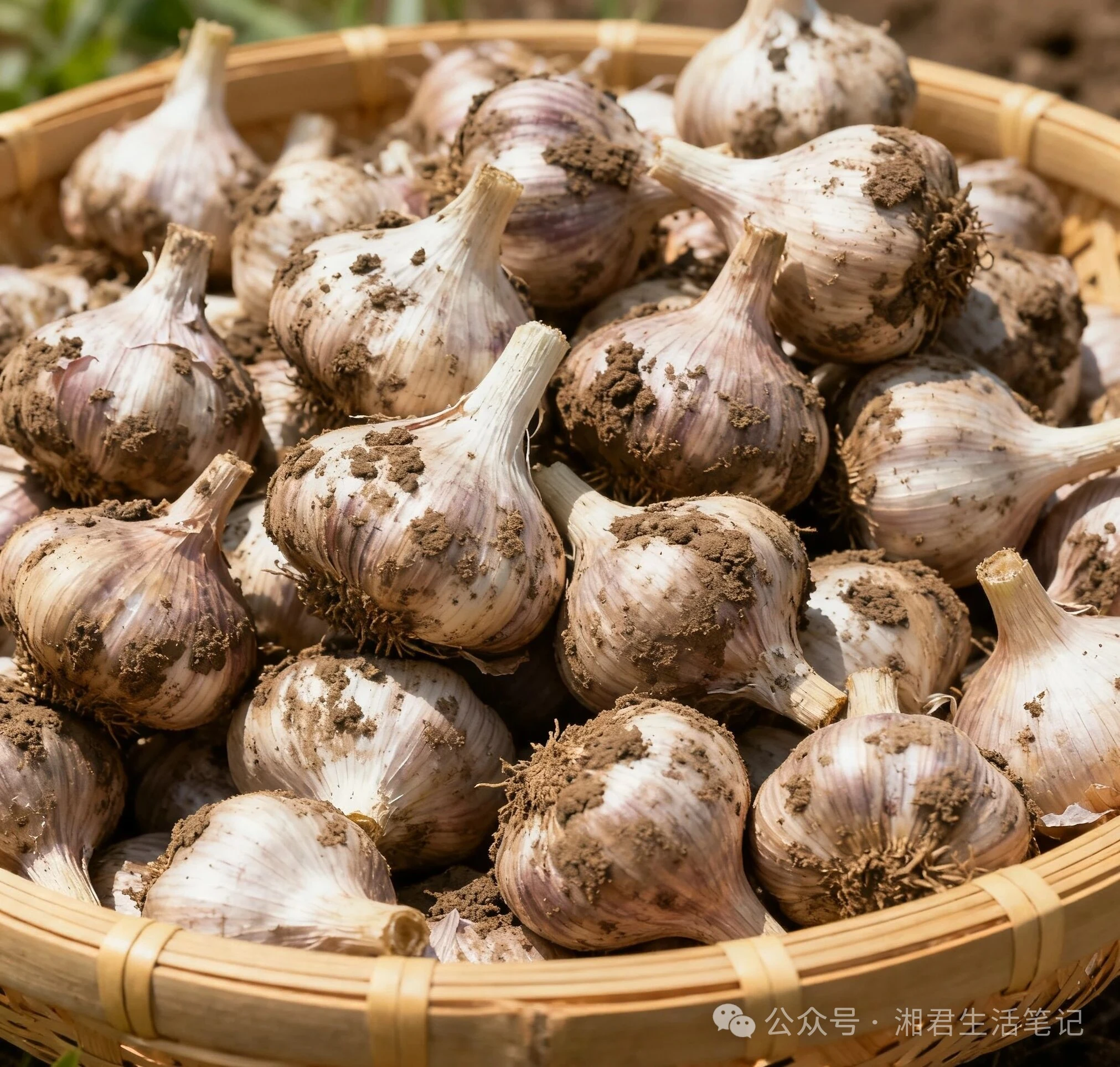 大蒜究竟是“美食救星”还是?