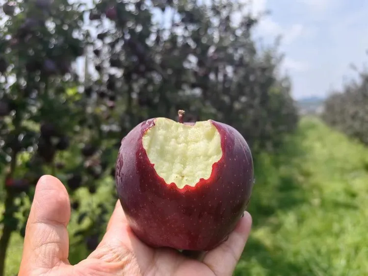 昭通黑卡苹果,香甜爽脆,满口都是醇厚香甜的苹果香气